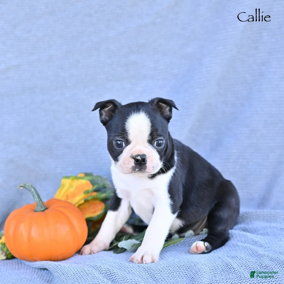 Boston Terrier dogs for sale: Callie - Ad 1