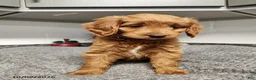 Mini Goldendoodle dogs for sale: Blossom - Ad 3