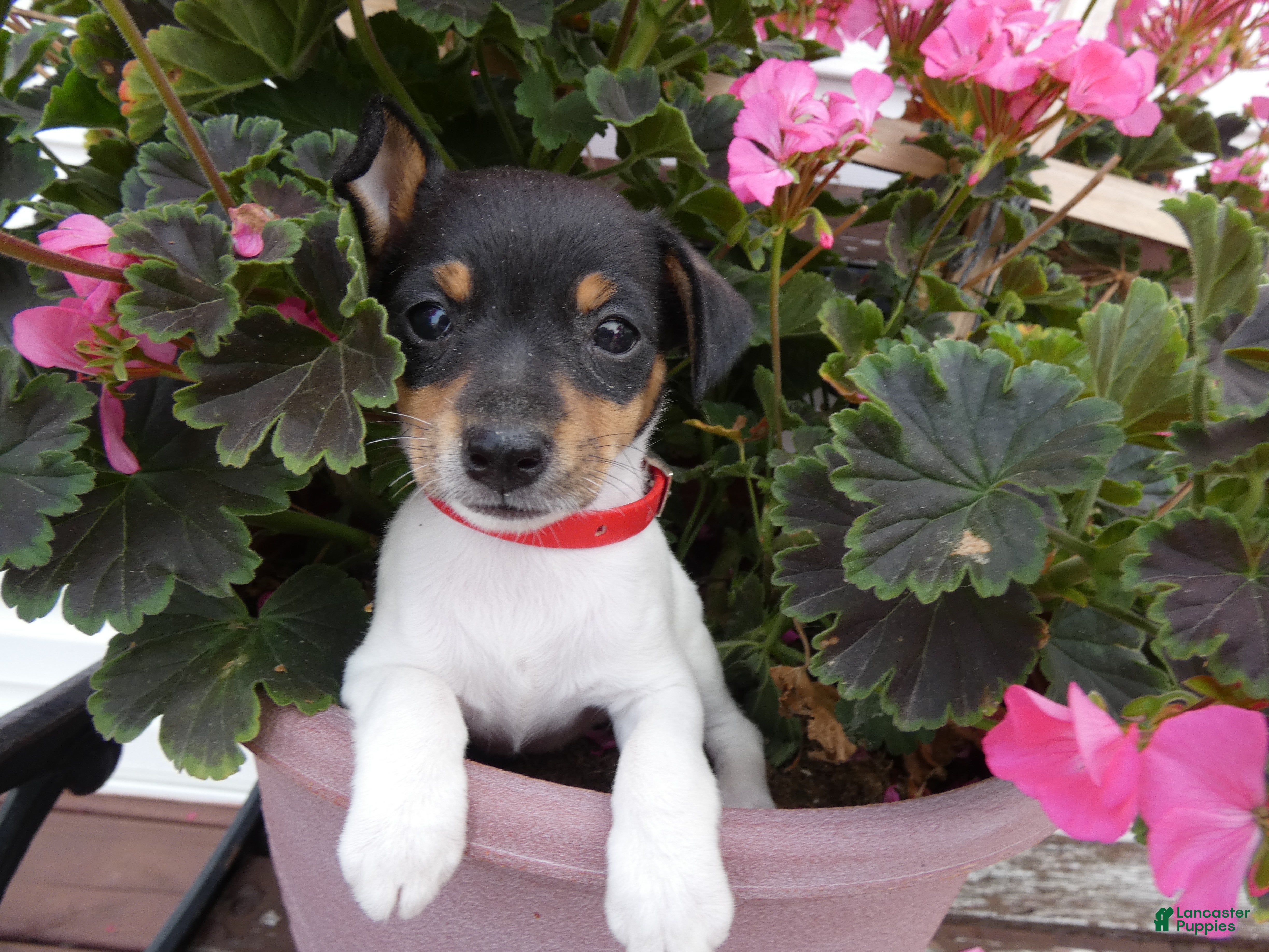 Toy Fox Terrier dogs Toy Fox Terrier 5 Daisey - Ad 20