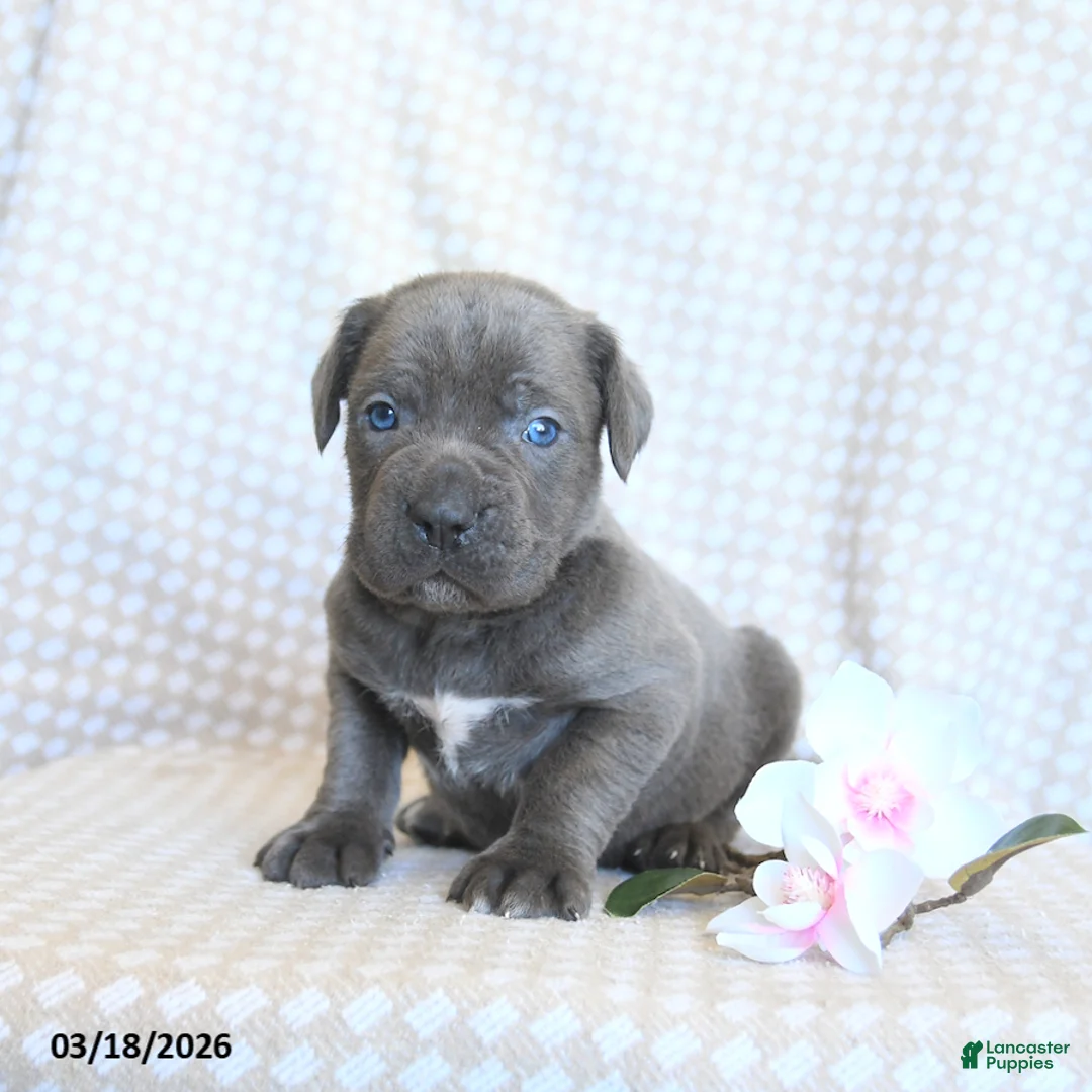 Cane Corso dogs for sale: Carter - Ad 1