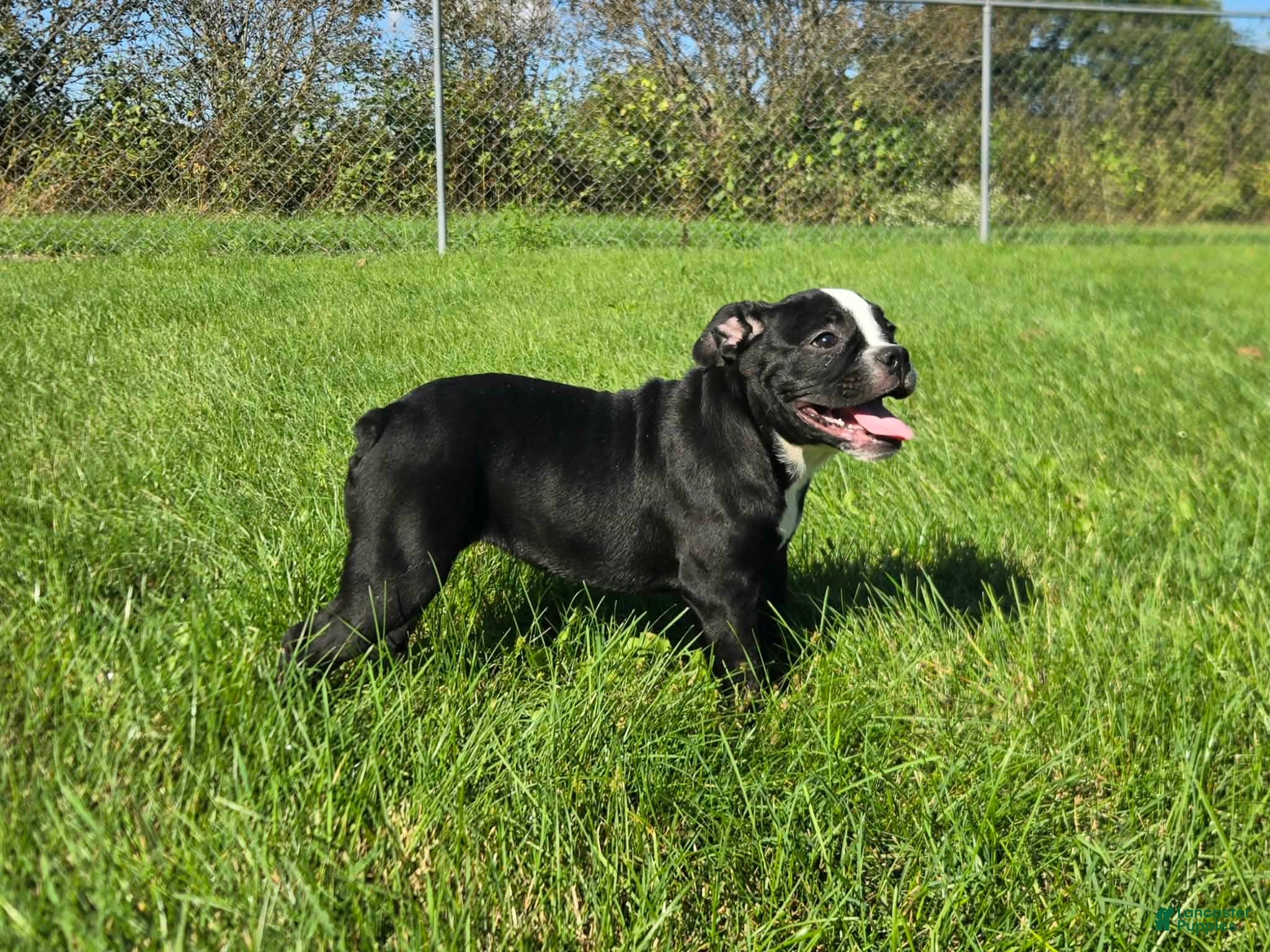 Olde English Bulldogge dogs Jessie - Ad 2