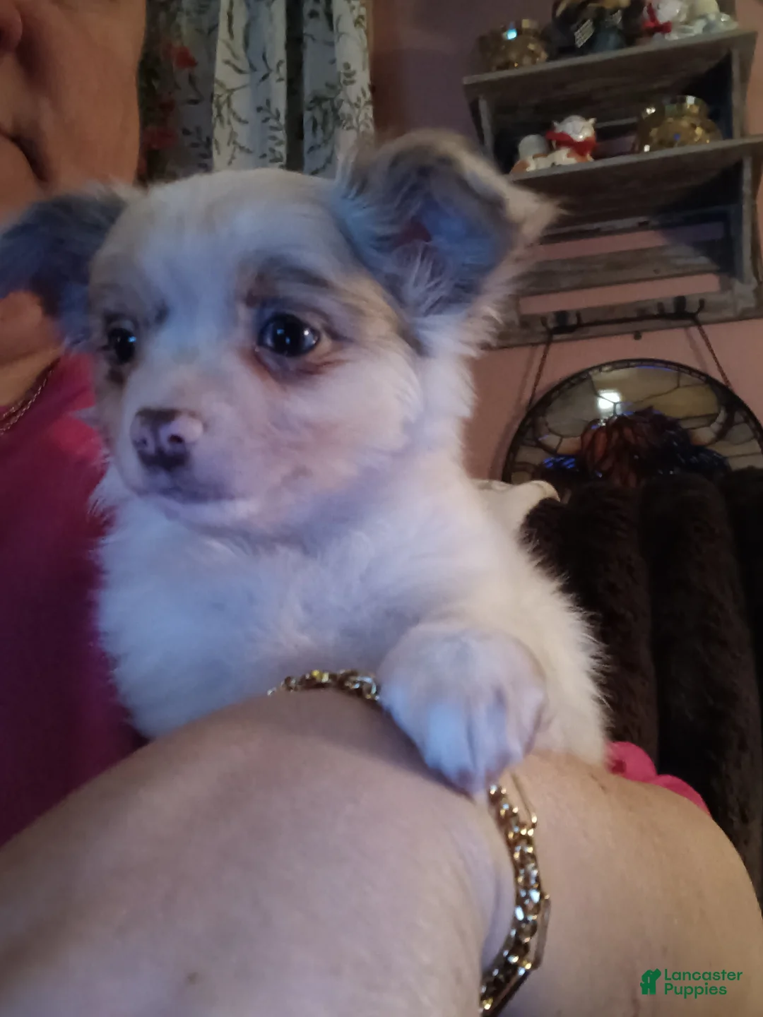 Chihuahua dogs for sale: Chihuahua Puppy 1 - Ad 1