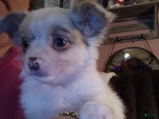 Chihuahua dogs Chihuahua Puppy 1 - Ad 30