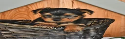 Yorkshire Terrier dogs for sale: Kenny - Ad 3