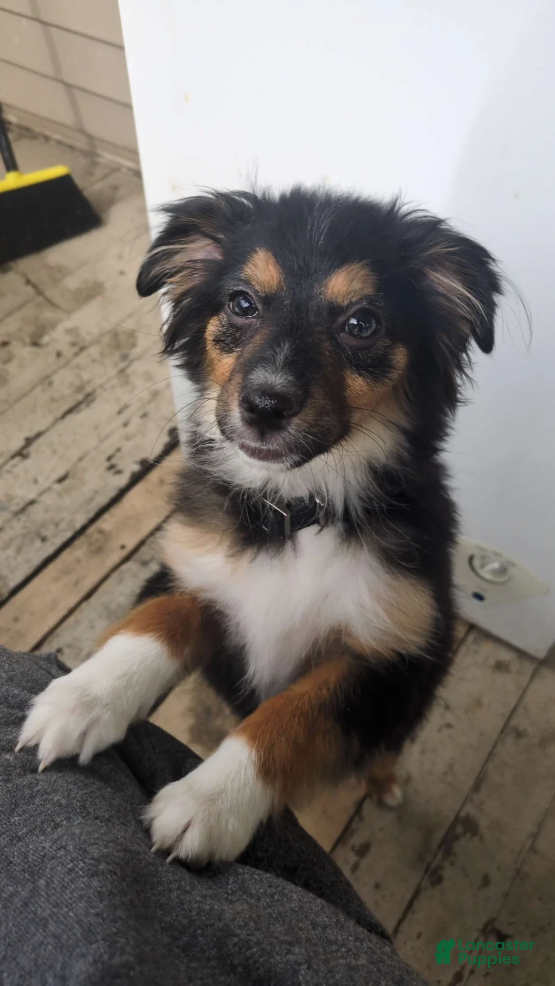 Miniature Australian Shepherd dogs for sale: Miniature Australian Shepherd Puppy 5 - Ad 1