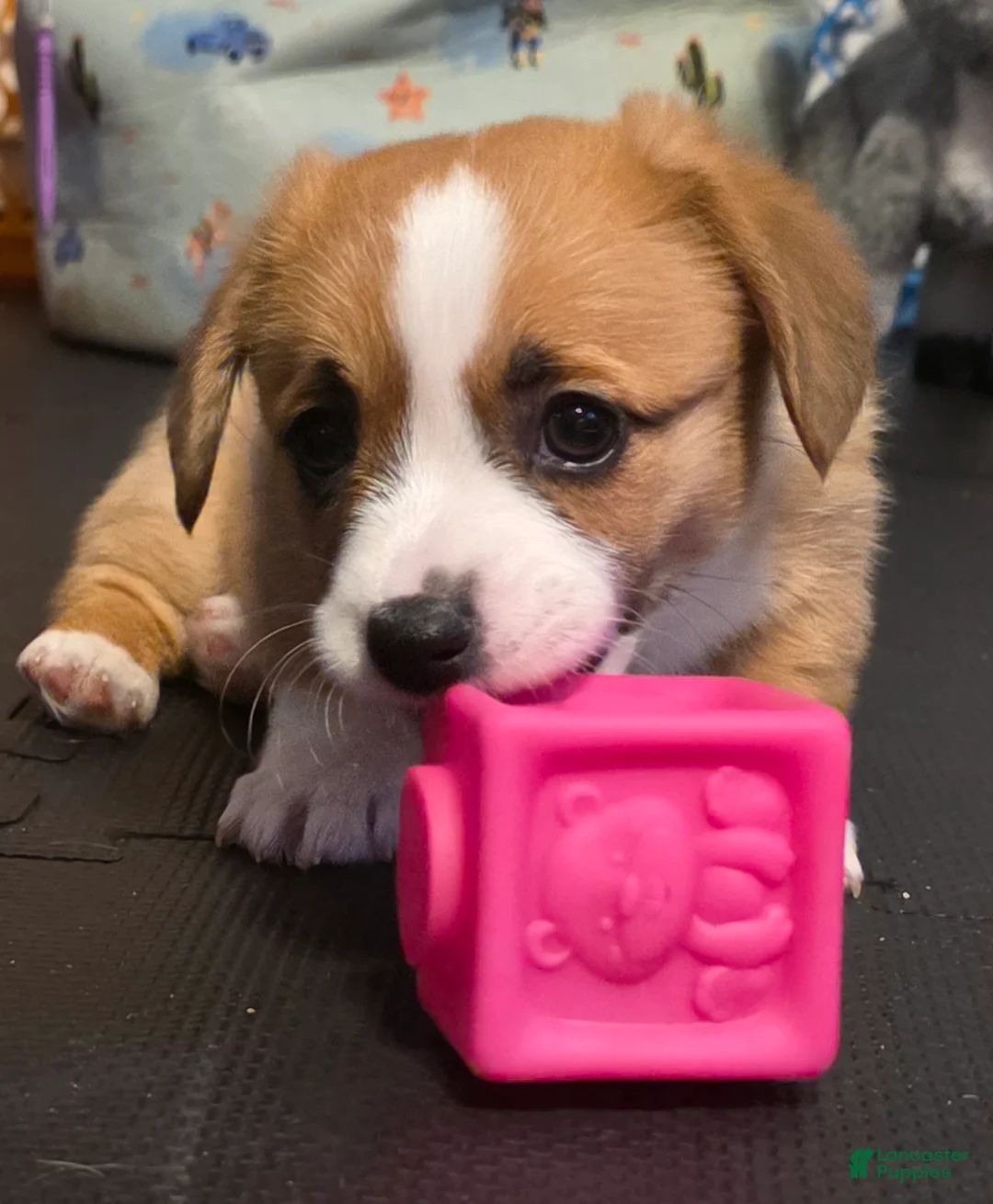 Welsh Corgi Pembroke dogs for sale: Welsh Corgi Pembroke Puppy 1 - Ad 1