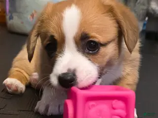 Welsh Corgi Pembroke dogs Welsh Corgi Pembroke Puppy 1 - Ad 9