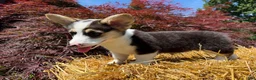 Welsh Corgi Pembroke dogs for sale: CLARK - Ad 14