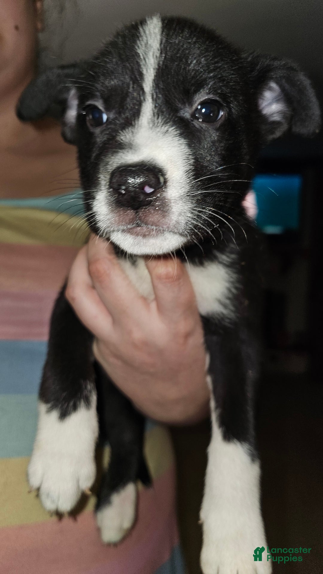 Mixed Breed dogs for sale: Layla - Ad 4