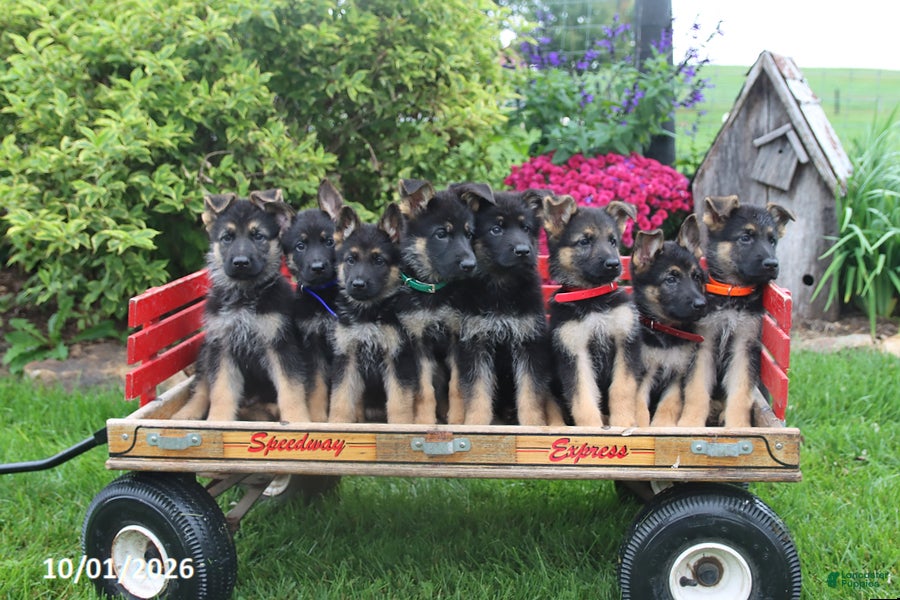 German Shepherd dogs Diva  - Ad 2