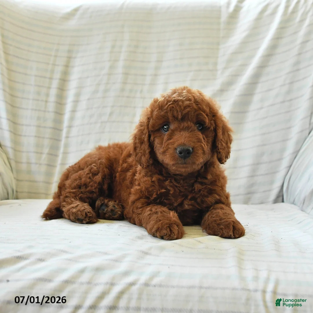 Mini Goldendoodle dogs for sale: Lori - Ad 1