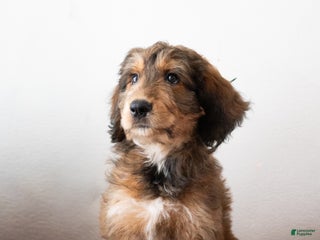 Mixed Breed dogs Mixed Breed Puppy 4 - Ad 6