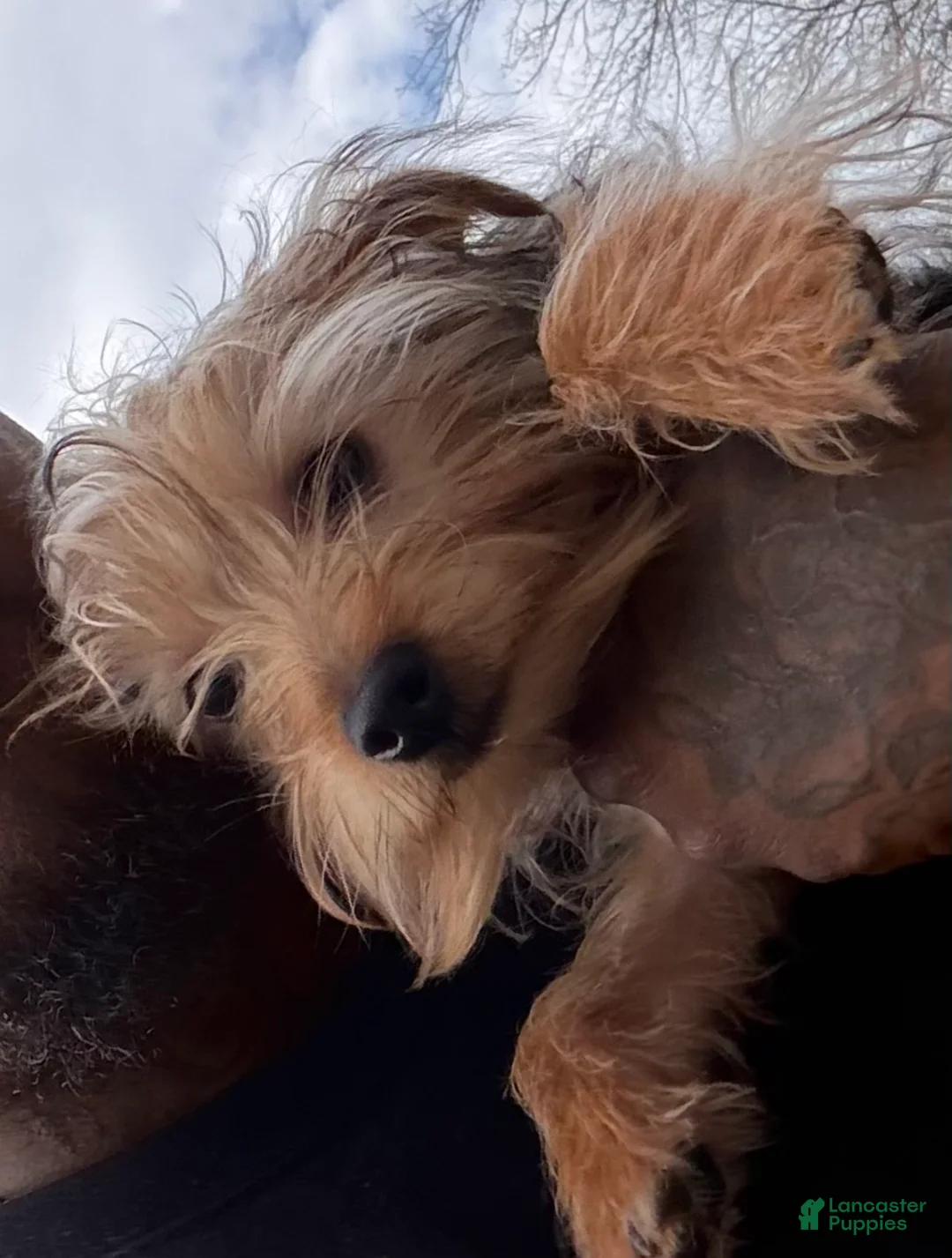 Yorkiepoo dogs for sale: Yorkiepoo Puppy 1 - Ad 3