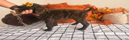 Standard Poodle dogs for sale: Orangie 🍊 - Ad 13