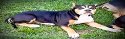 American Bully dogs for sale: American Bully Puppy 1 - Ad 31