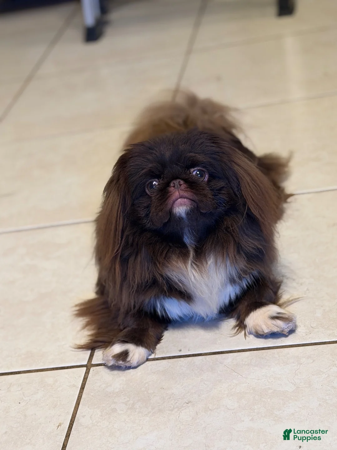 Pekingese dogs for sale: AKC DNA OFA Blue boy  - Ad 6