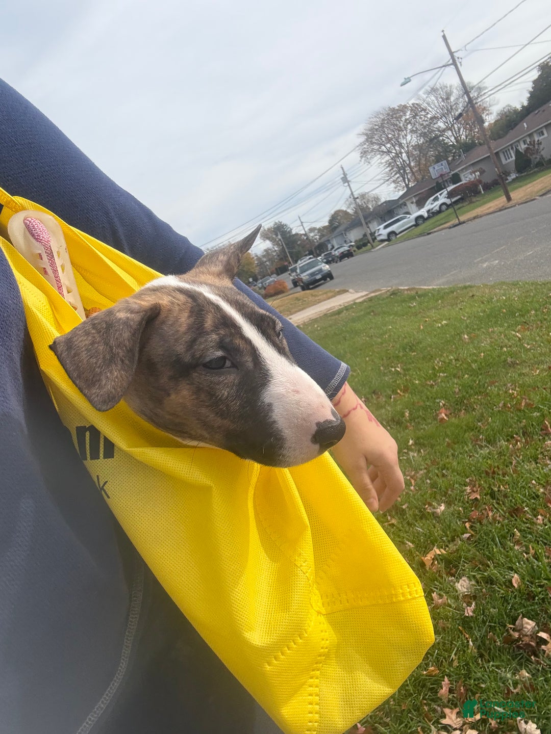 Bull Terrier dogs for sale: Bull Terrier Puppy 1 - Ad 5