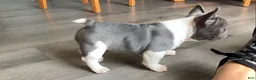 French Bulldog dogs for sale: Tipsy - Ad 7