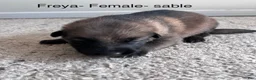 German Shepherd dogs for sale: Liver Silver Sable - reserved - Ad 6
