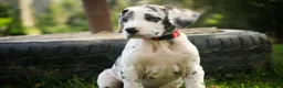 Great Dane dogs for sale: Blake Great Dane  - Ad 15
