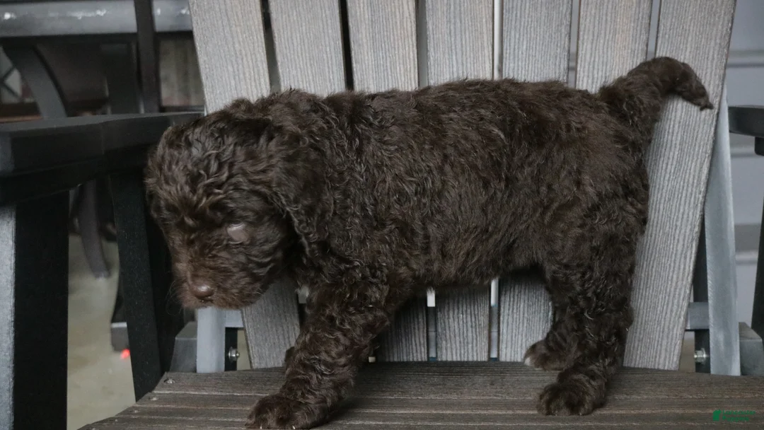 Newfypoo dogs for sale: Roxy - Ad 10