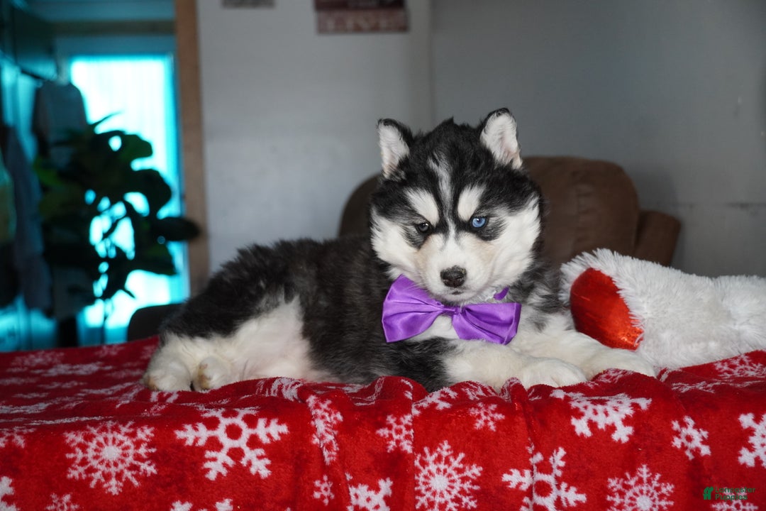 Siberian Husky dogs for sale: North - Ad 4