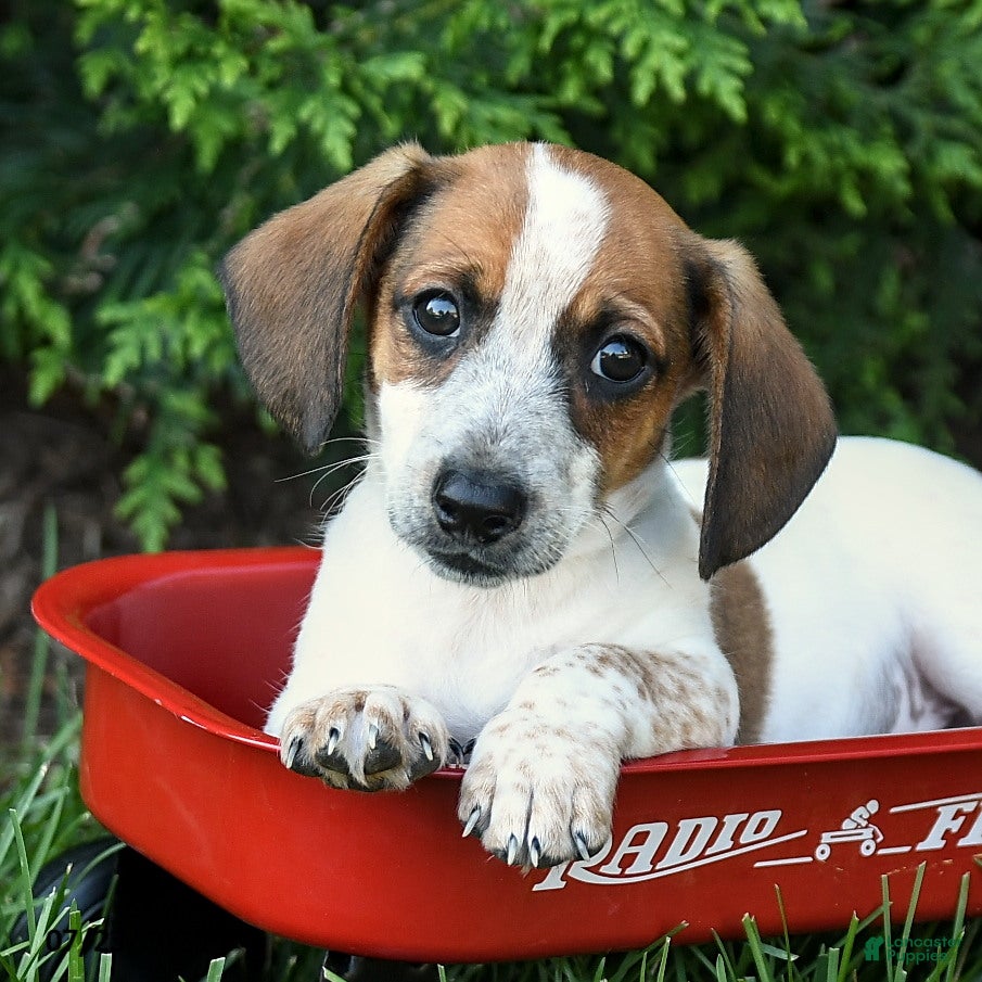 Mixed Breed dogs Franklin - Ad 1