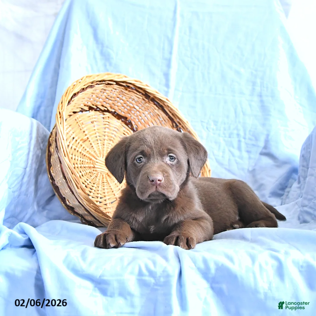 Labrador Retriever dogs for sale: Dafney - Ad 1