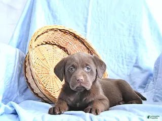 Labrador Retriever dogs Dafney - Ad 27