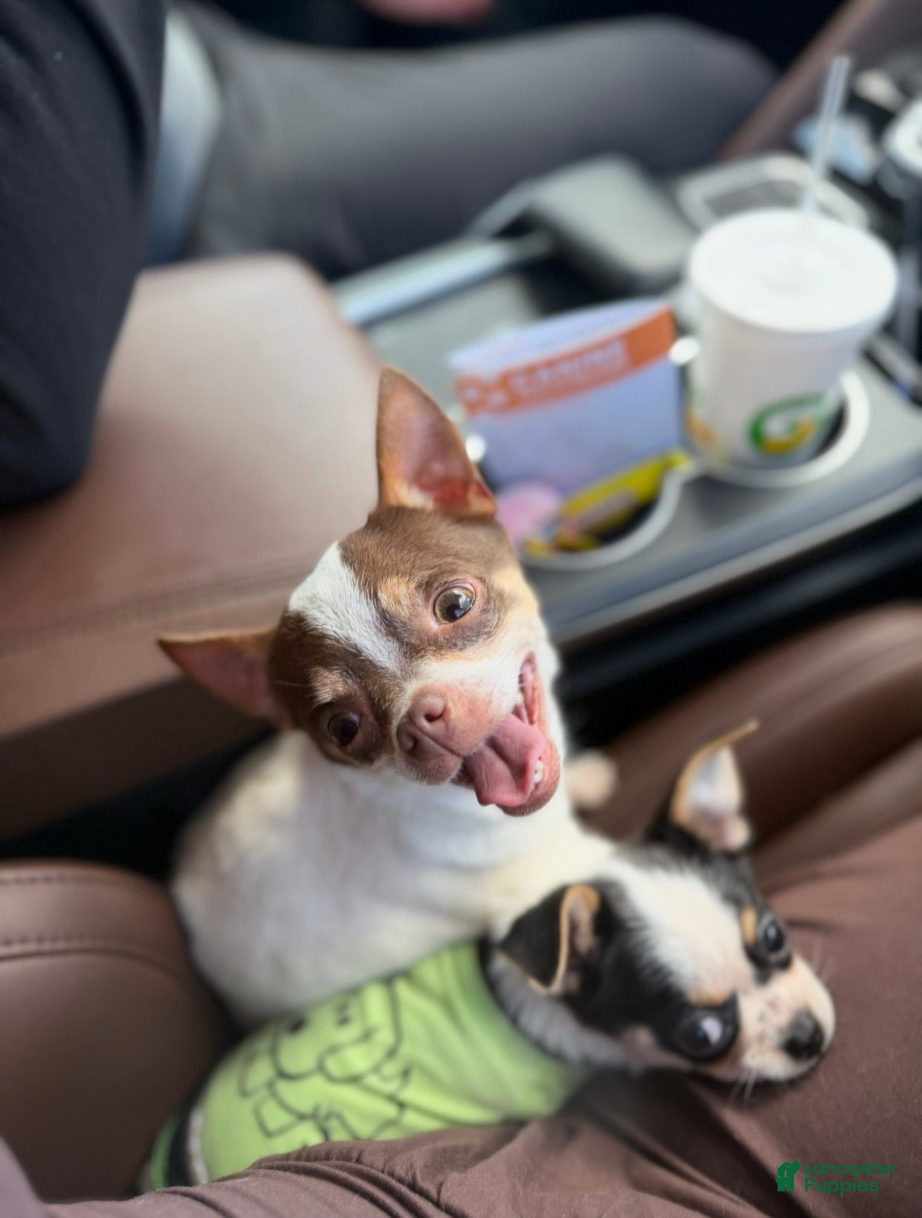 Chihuahua dogs Peanut  - Ad 1