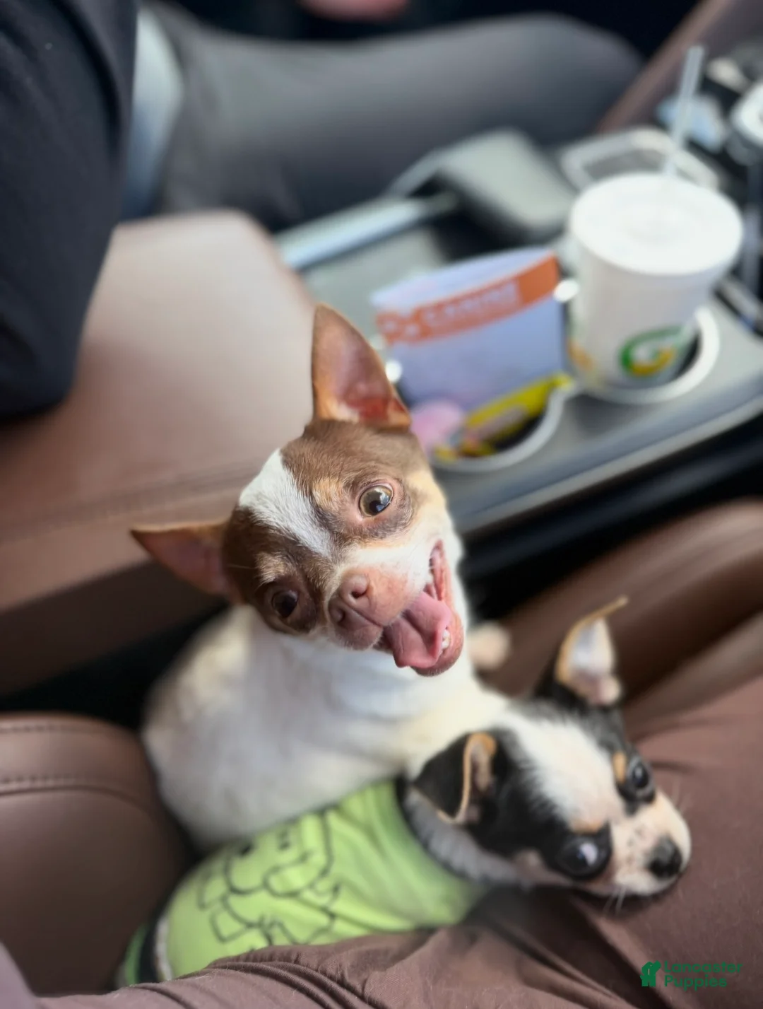 Chihuahua dogs for sale: Peanut CKC registered 4lbs - Ad 2