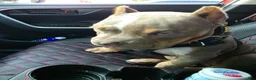 American Bully dogs for sale: American Bully - Ad 9