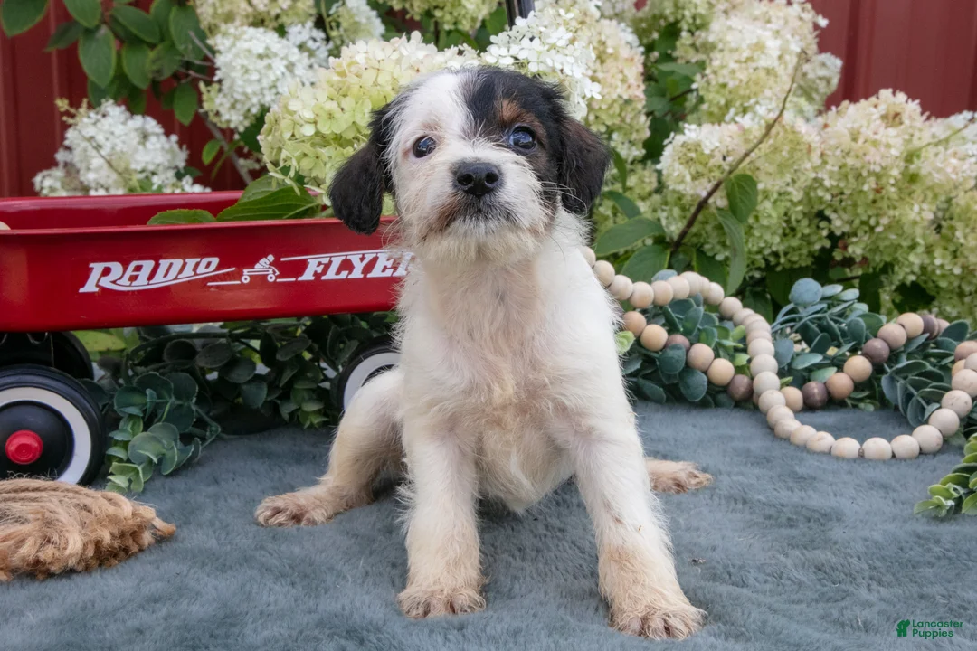 Miniature Schnauzer dogs for sale: Kayla - Ad 1