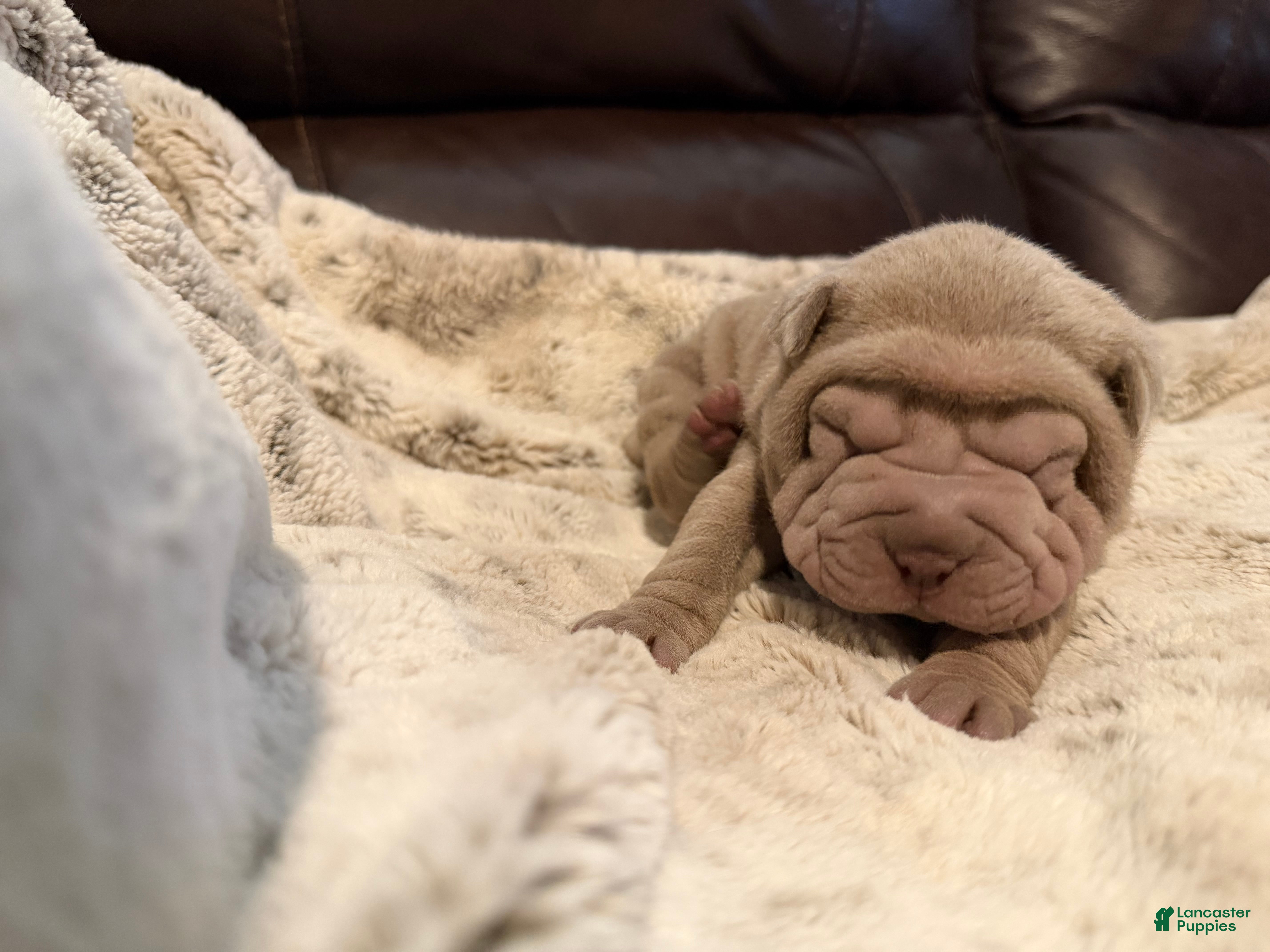 Shar Pei dogs for sale: Peter - Ad 3