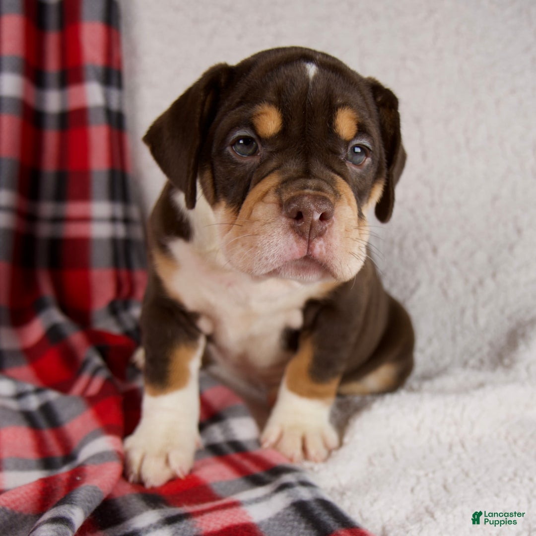 Mixed Breed dogs for sale: Twilight - Ad 7