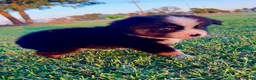 Miniature Australian Shepherd dogs for sale: Banner - Ad 3