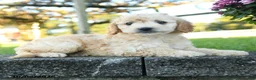 Mini Goldendoodle dogs for sale: Rowena - Ad 3
