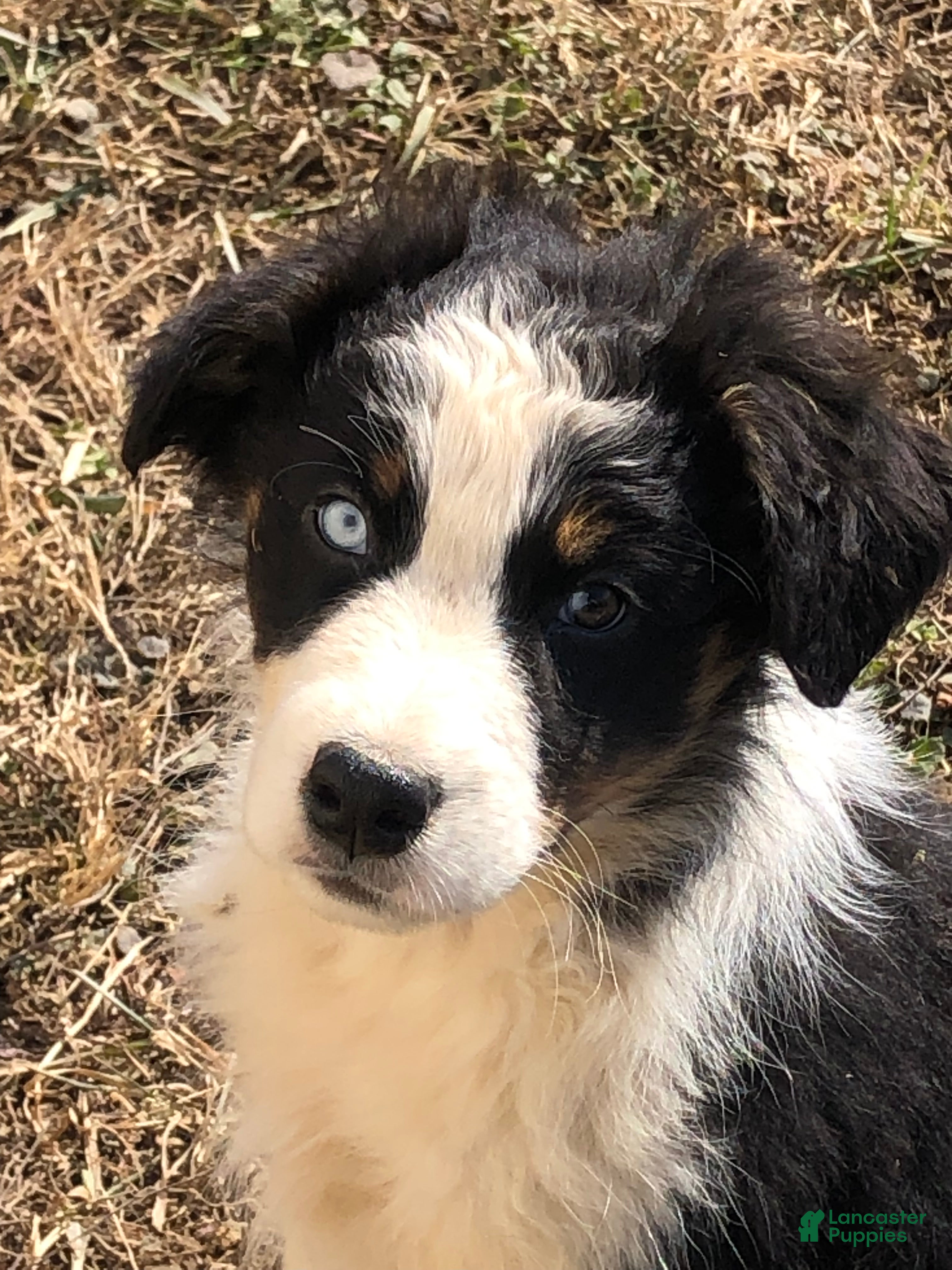 Australian Shepherd dogs Valentine  - Ad 1