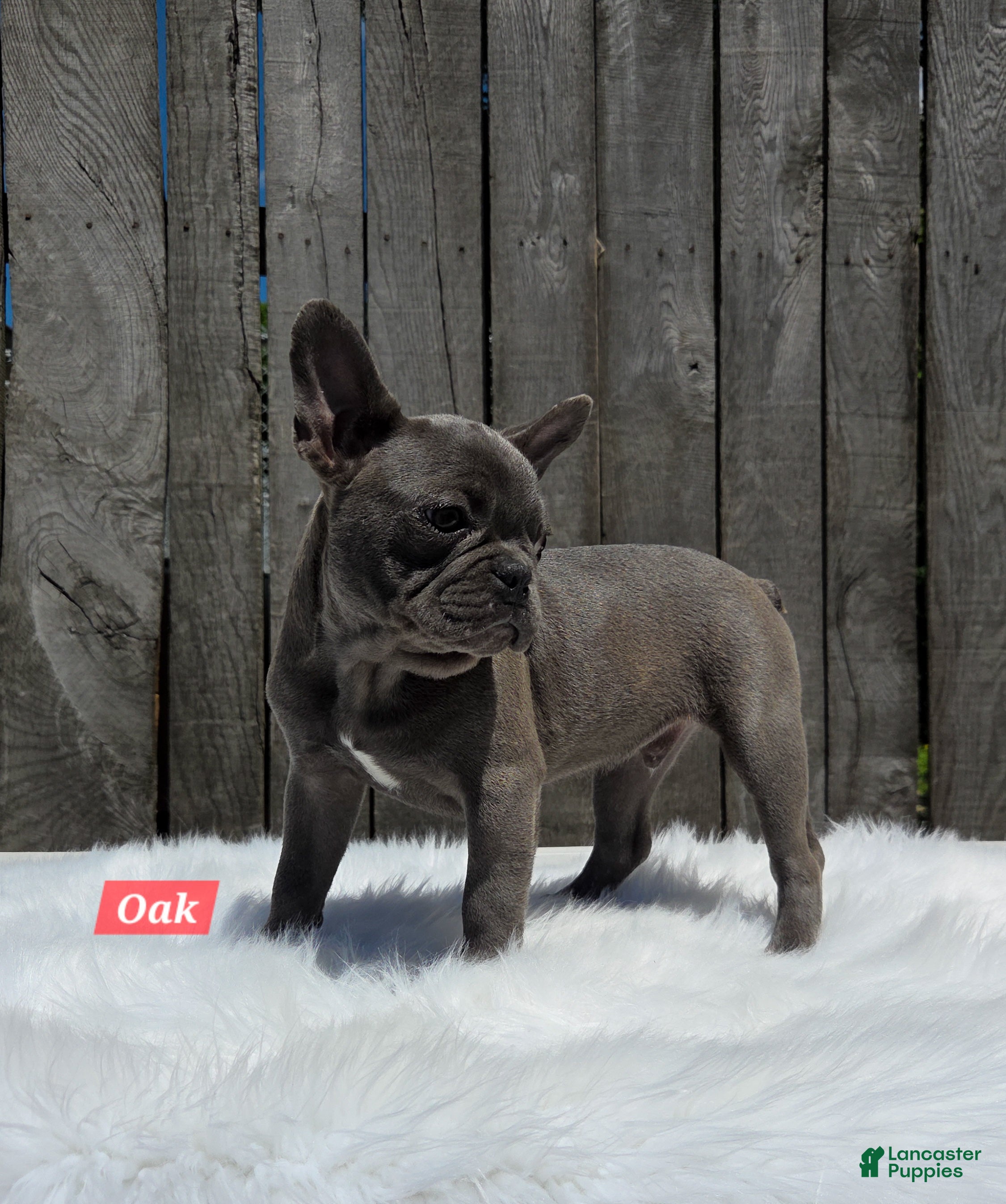 Mixed Breed dogs for sale: Oak - Ad 2
