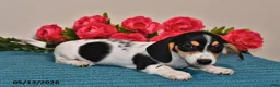 Miniature Dachshund dogs for sale: Leo - Ad 4