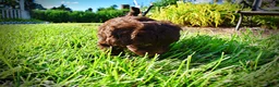 Havapoo dogs for sale: Cookie - Ad 9