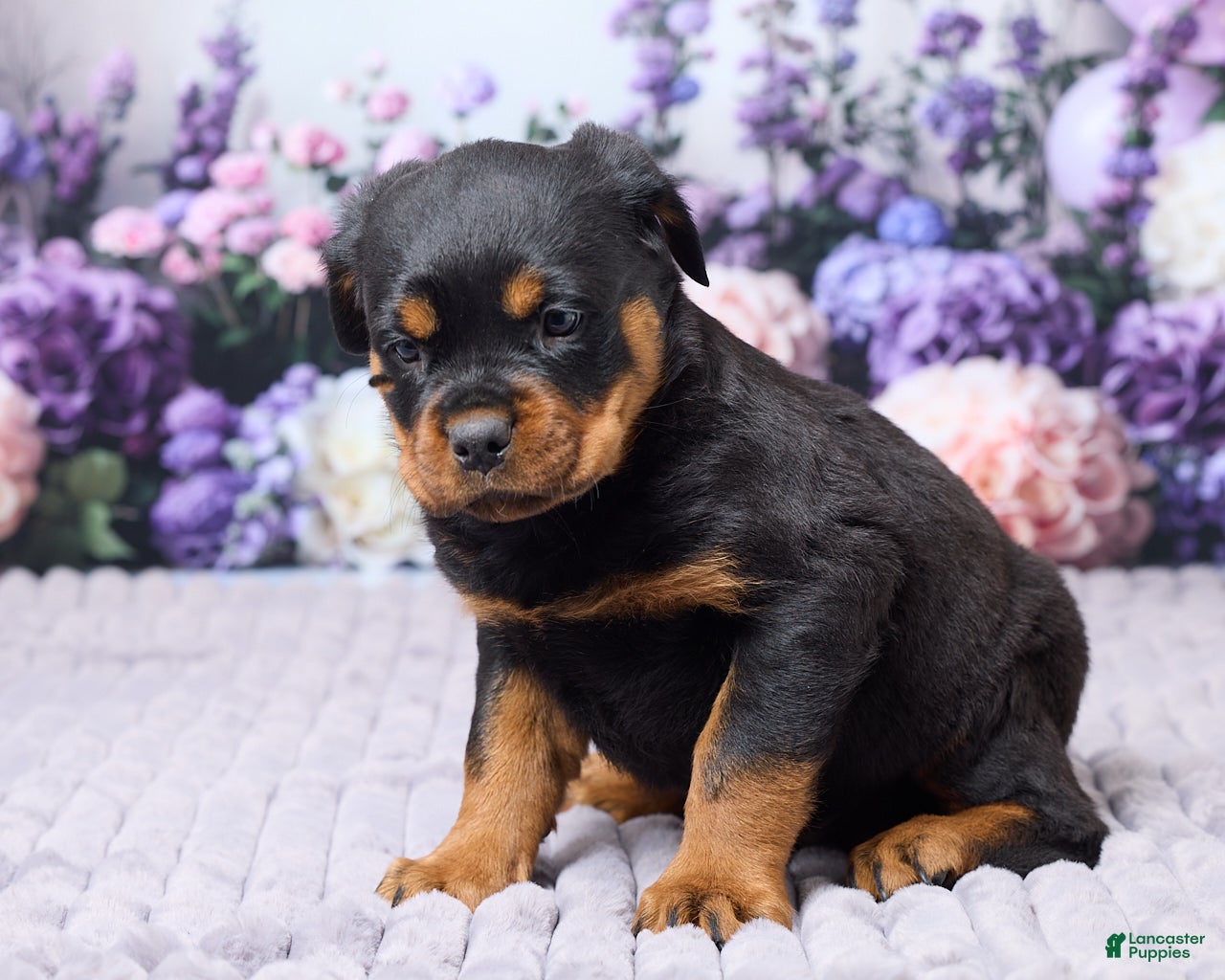 Rottweiler dogs Jordan - Ad 1