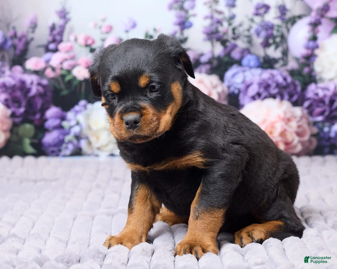 Rottweiler dogs for sale: Jordan - Ad 1