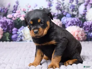 Rottweiler dogs for sale: Jordan - Ad 2
