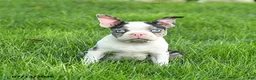 Boston Terrier dogs for sale: Bella   - Ad 4