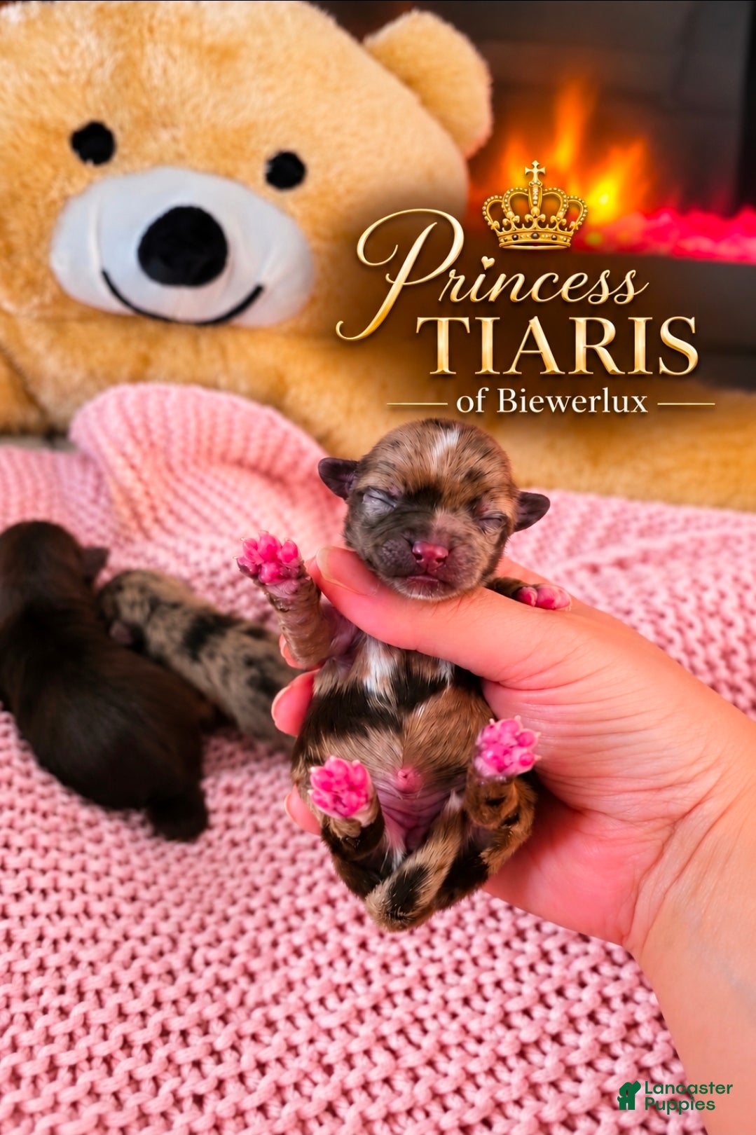 Yorkshire Terrier dogs for sale: Princess Tiaris of Biewerlux  - Ad 1