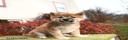 Shiba Inu dogs for sale: Freddie - Ad 1