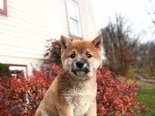 Shiba Inu dogs Freddie - Ad 15