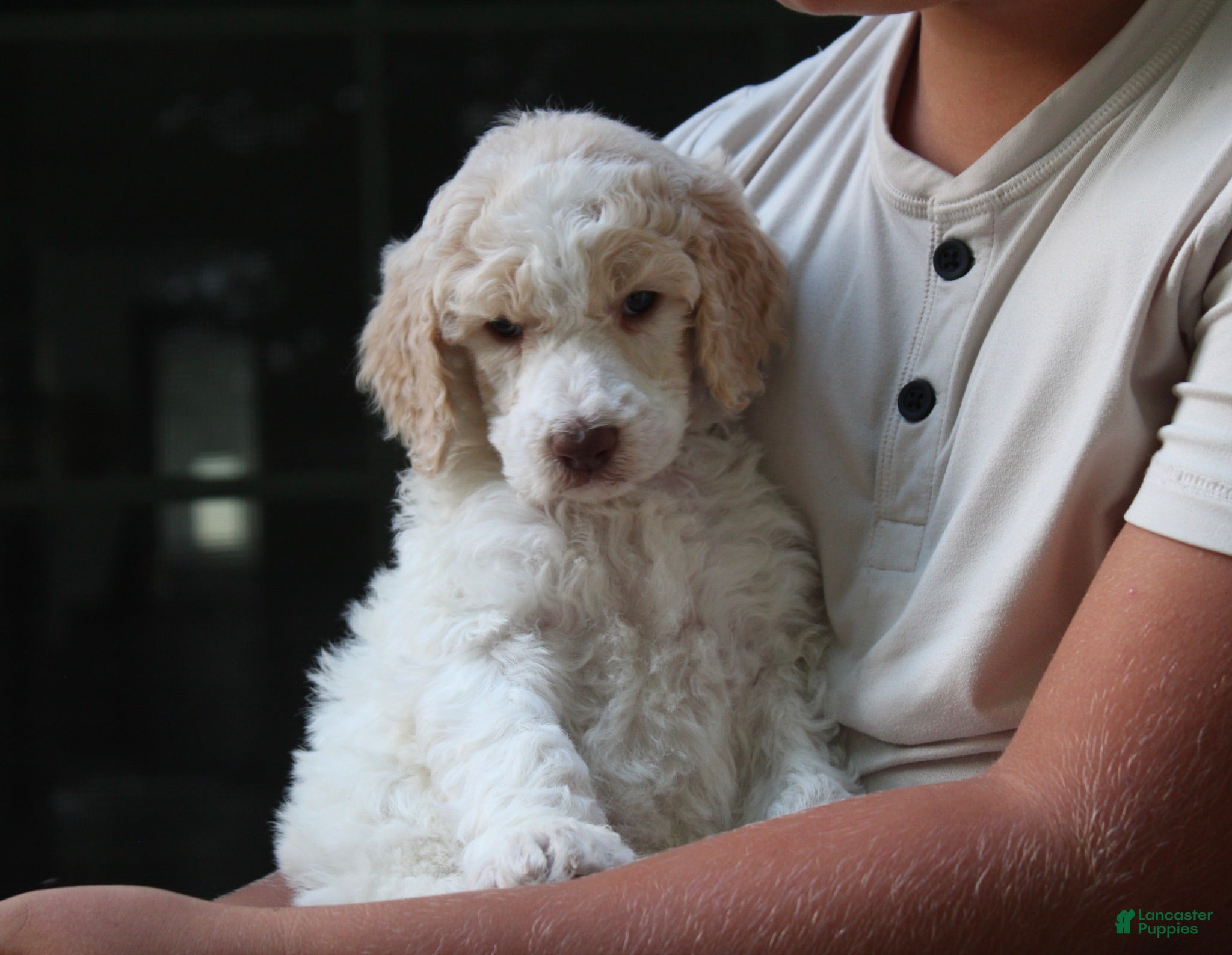 Standard Poodle dogs Pebble AKC Standard Poodle - Ad 2