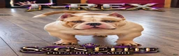 American Bully dogs for stud: T-Rex - Ad 11